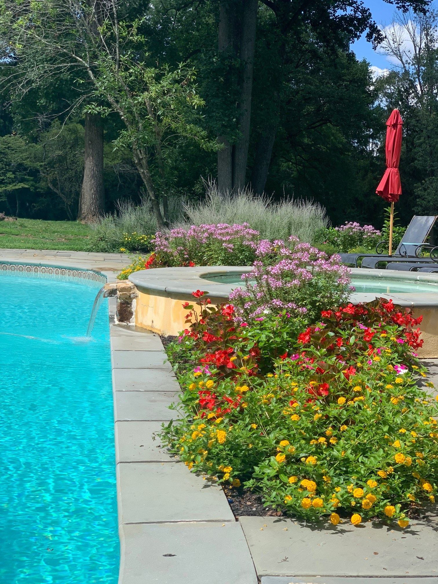 Inground pool surrounded by colorful flower beds, ornamental grasses and a red umbrella — a complete pool-and-landscape package by JHL Pools in the Main Line area of PA.